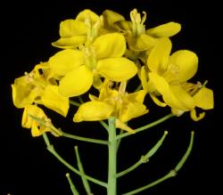 Image: P.B. Heenan © Landcare Research 2014 